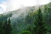 Click image for larger version

Name:	coniferous-forest.jpg
Views:	2388
Size:	95.2 KB
ID:	127776
